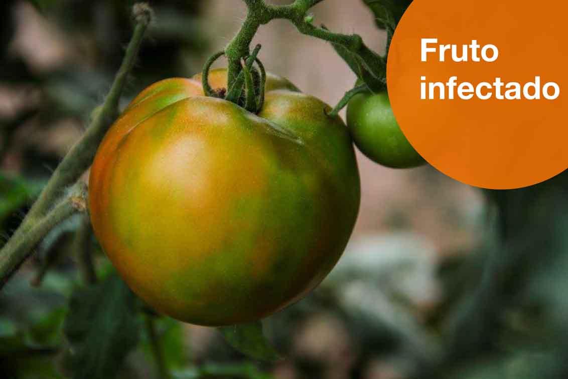 Fruto infectado de rugoso