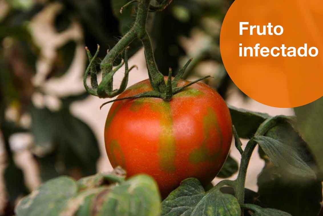 Fruto infectado de rugoso