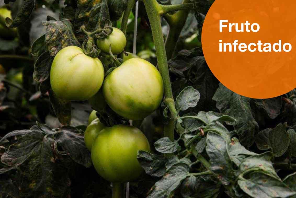 Fruto infectado de rugoso