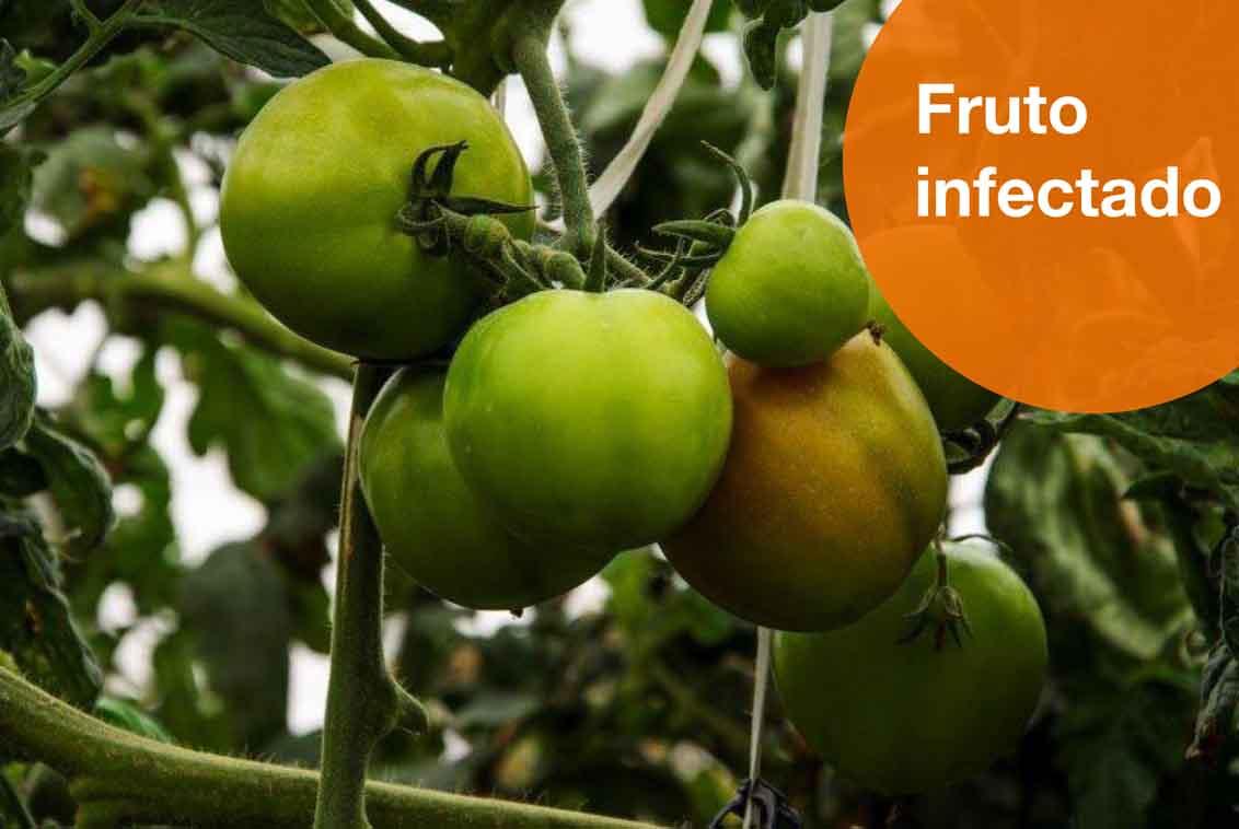 Fruto infectado de rugoso