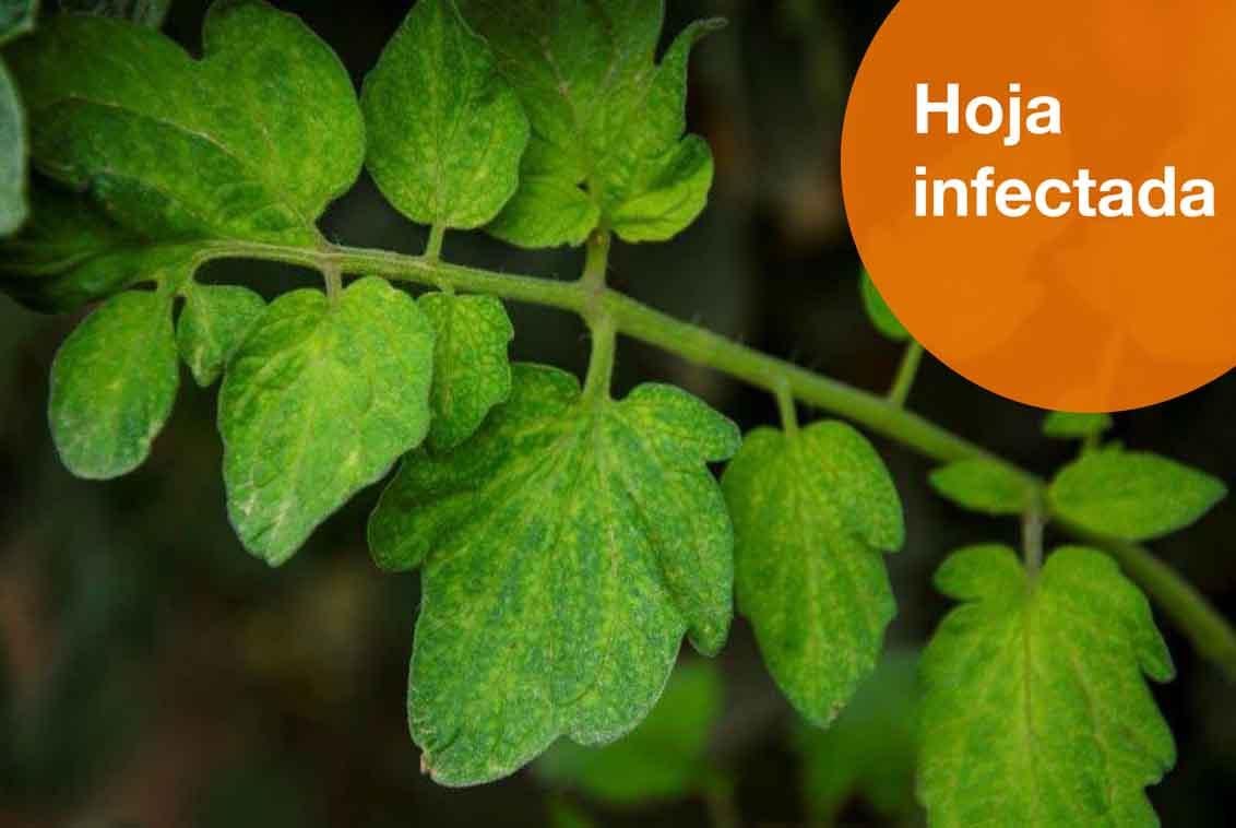 Hoja infectada de rugoso