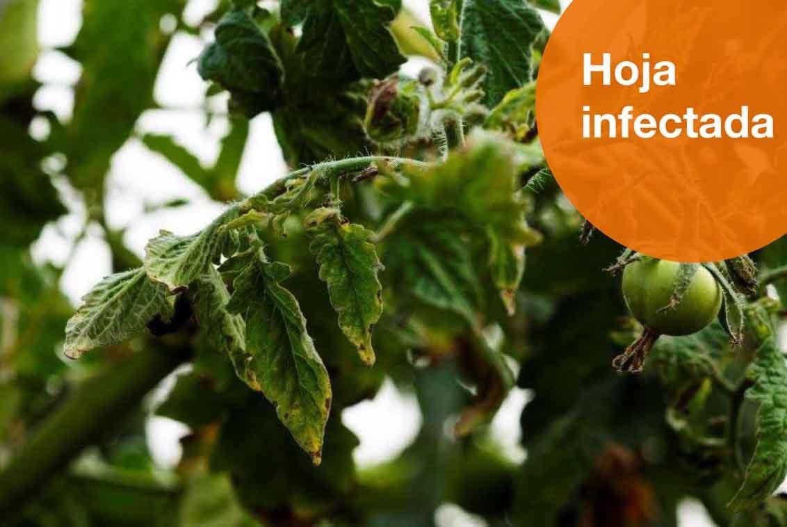 Hoja infectada de rugoso