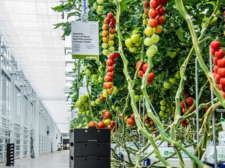 Advancing the science of tomato seeds