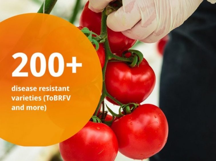 Tomatoes disease resistant