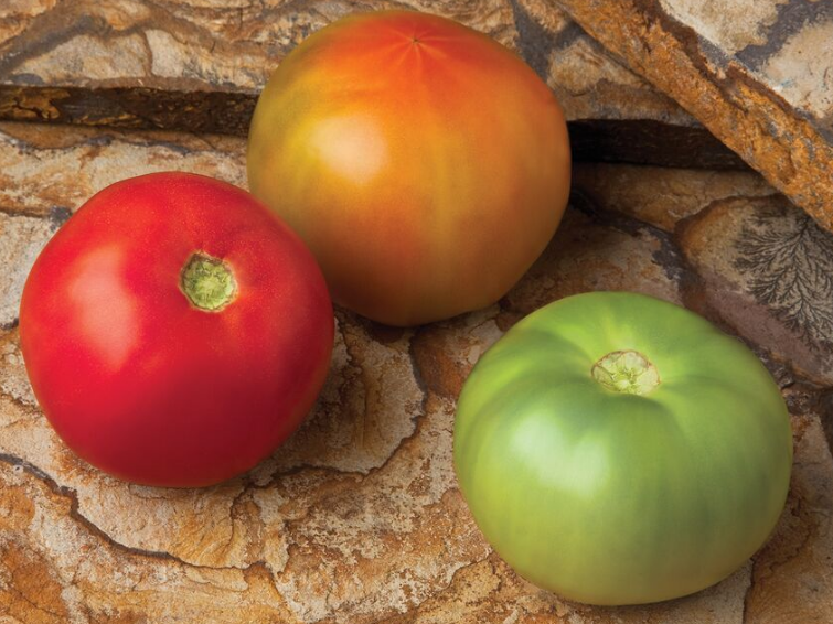 Western tomato questions