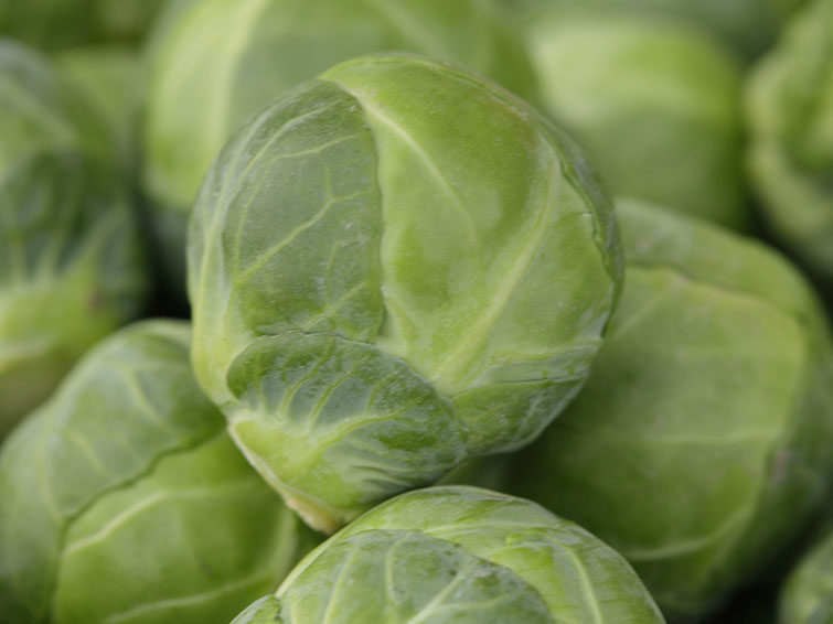 brussel sprouts closeup