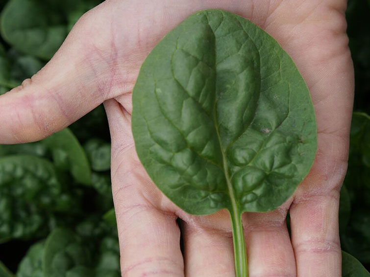 spinach leaf