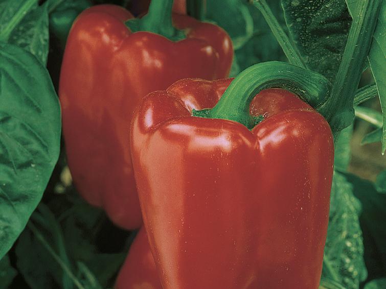 peppers