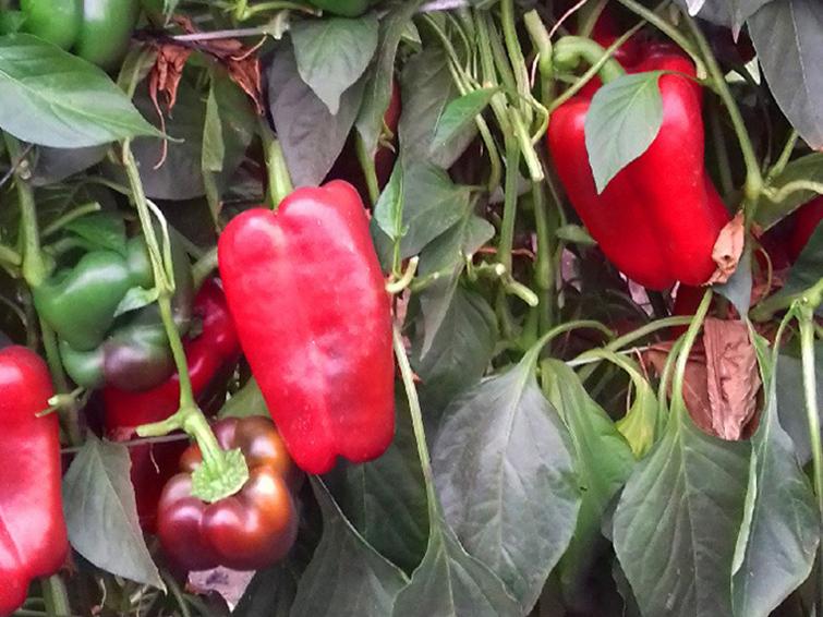 red peppers