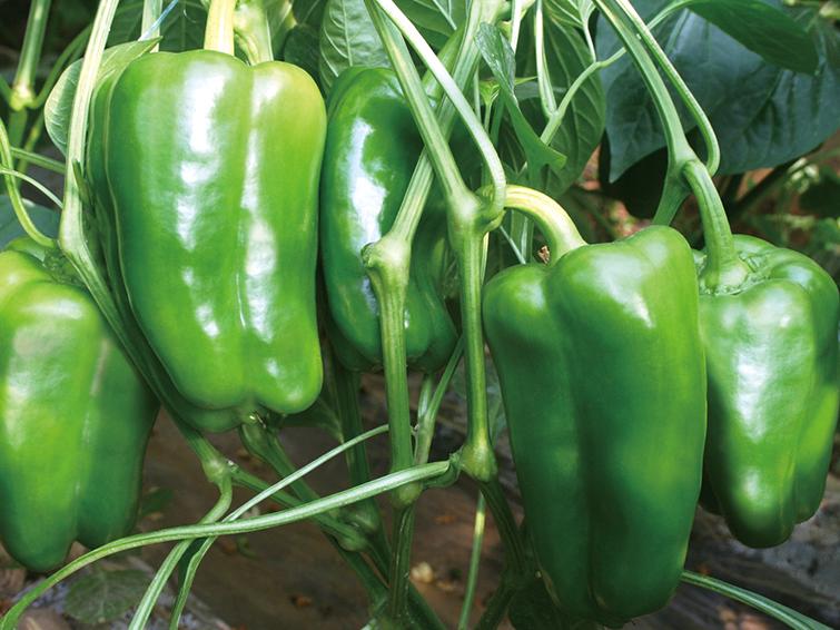 green peppers