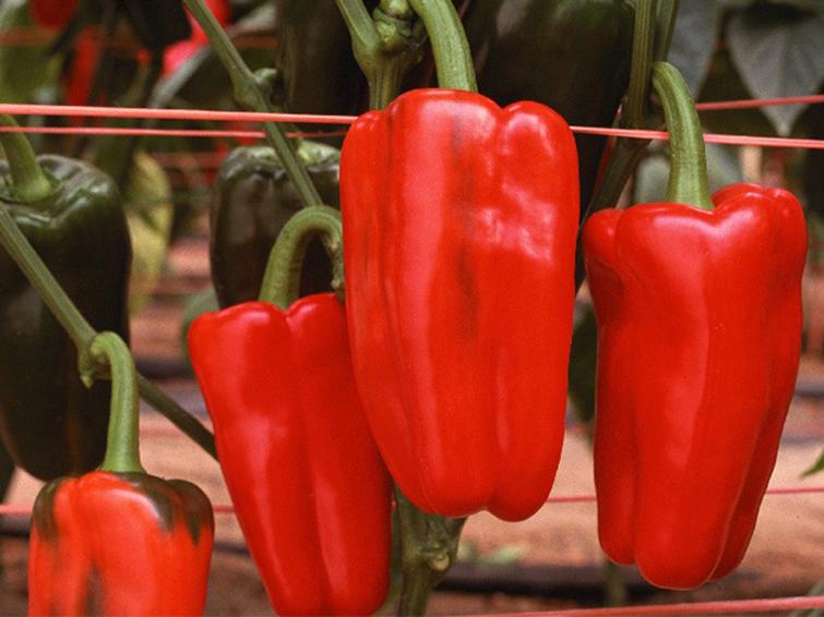 red pepper