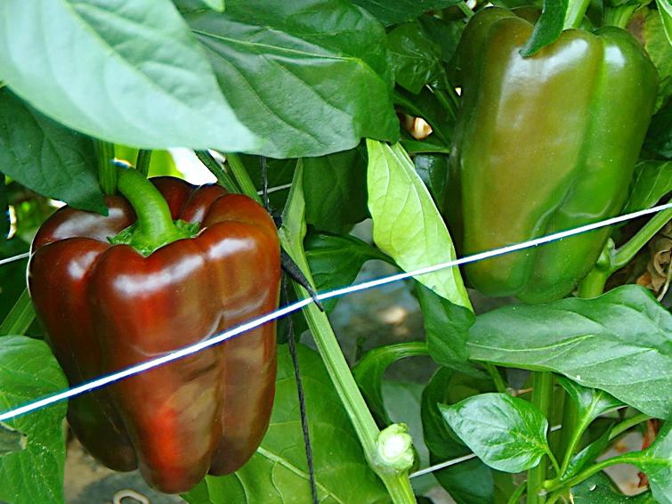 peppers
