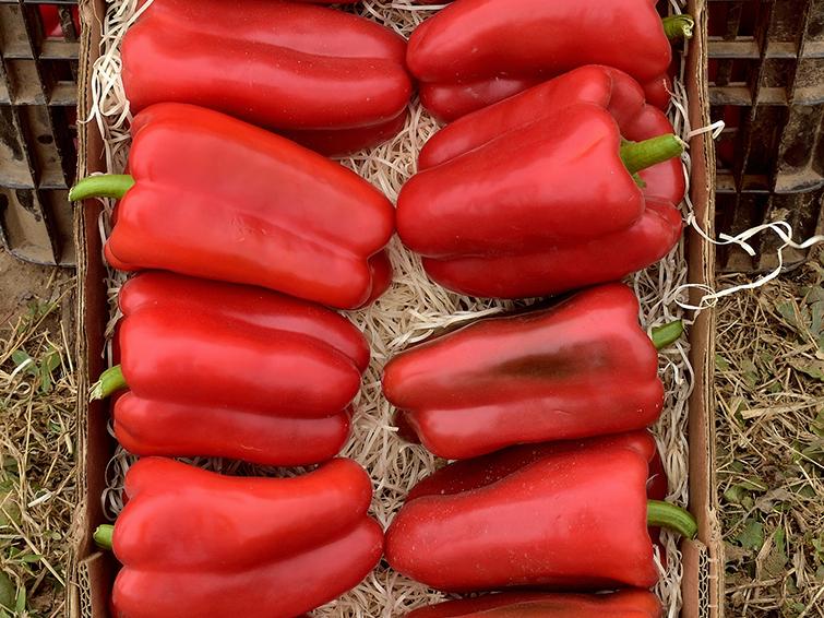 pimientos