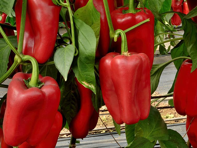 pimientos