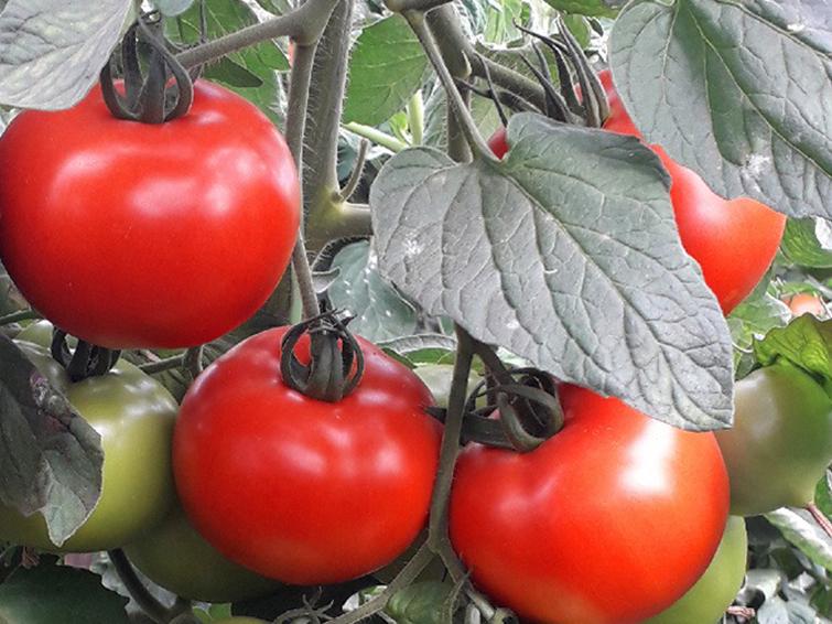tomatos