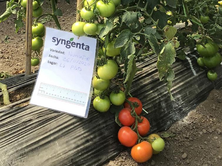 tomato plant