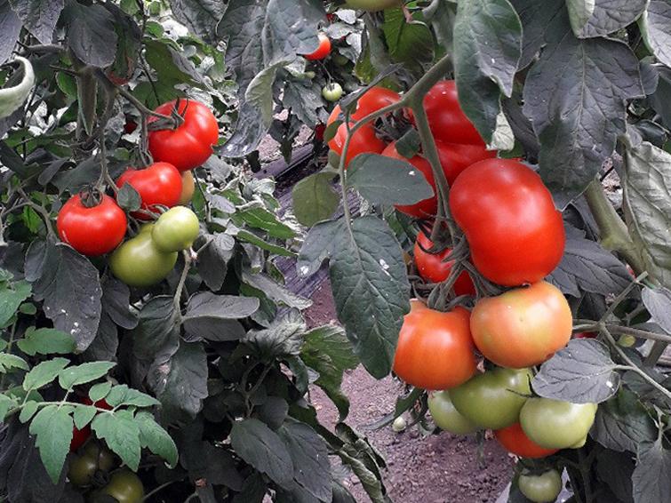 tomatos plant
