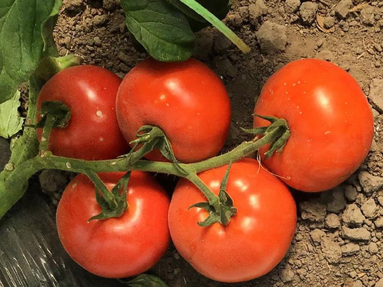 tomatos