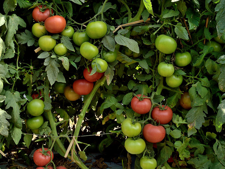 ramas con tomates
