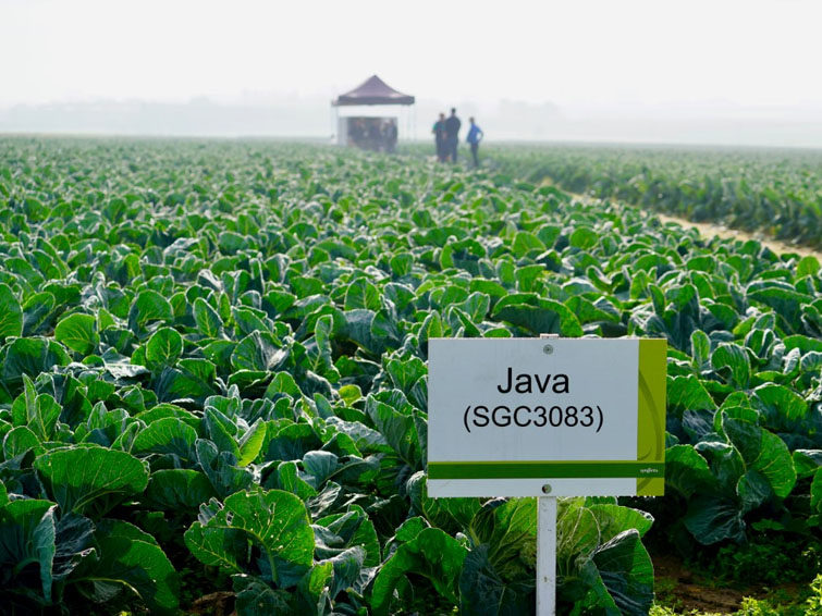 java cauliflower field