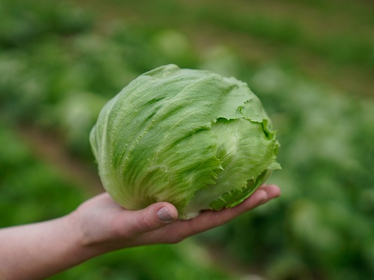 Iceberg