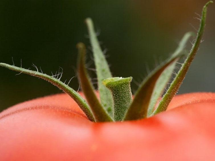 tomato