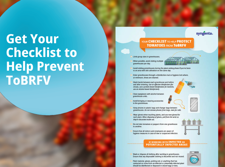 Follow this checklist to help protect your tomatoes against ToBRFV.