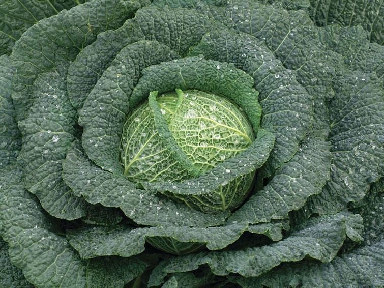 kale