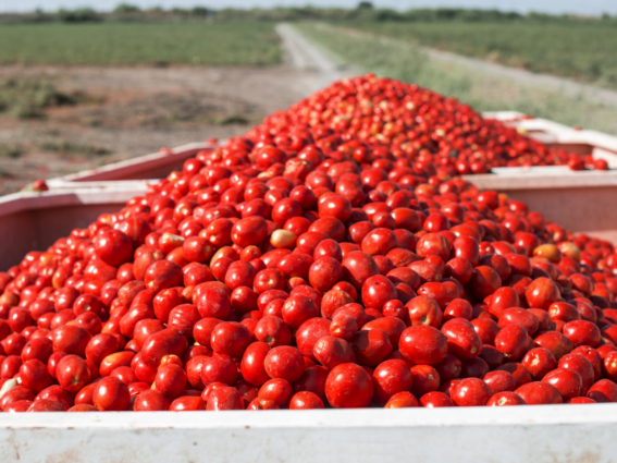 Truckload of tomatoes