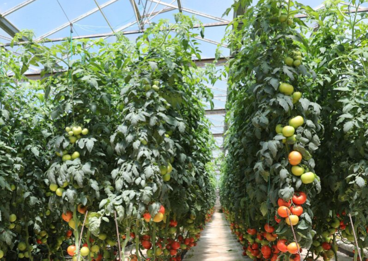 Tomatoes growing in passive greenhouse