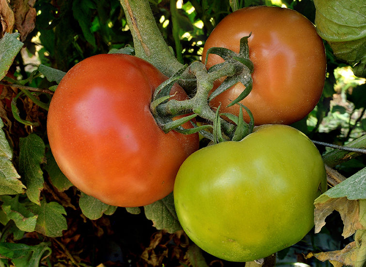 Imagen tomates noa seteo de frutos