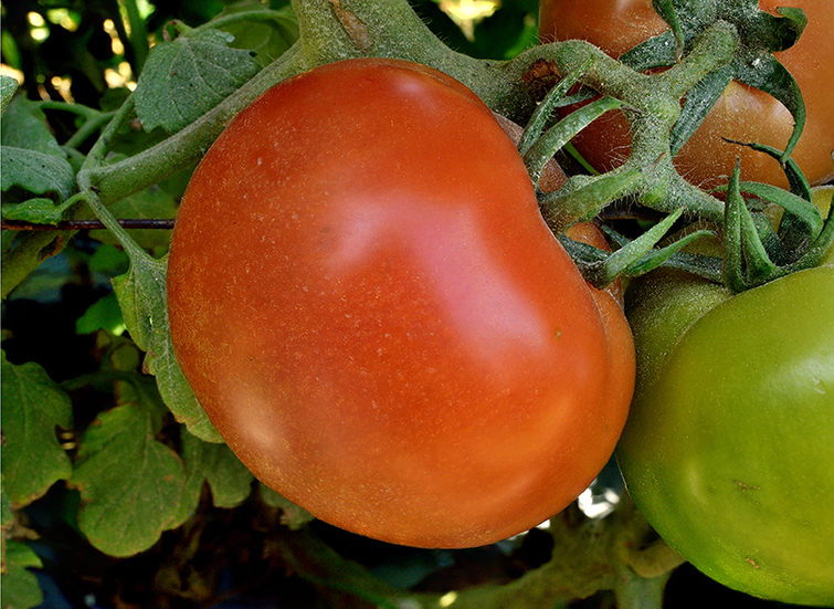 Imagen tomates noa caracteristicas