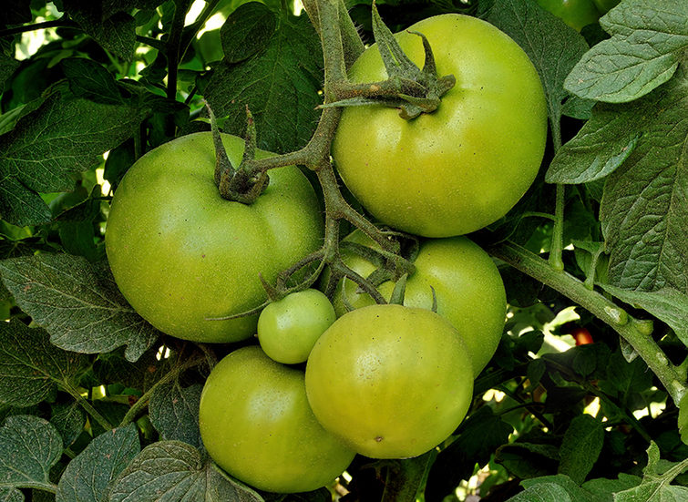 Imagen tomates noa resistencias