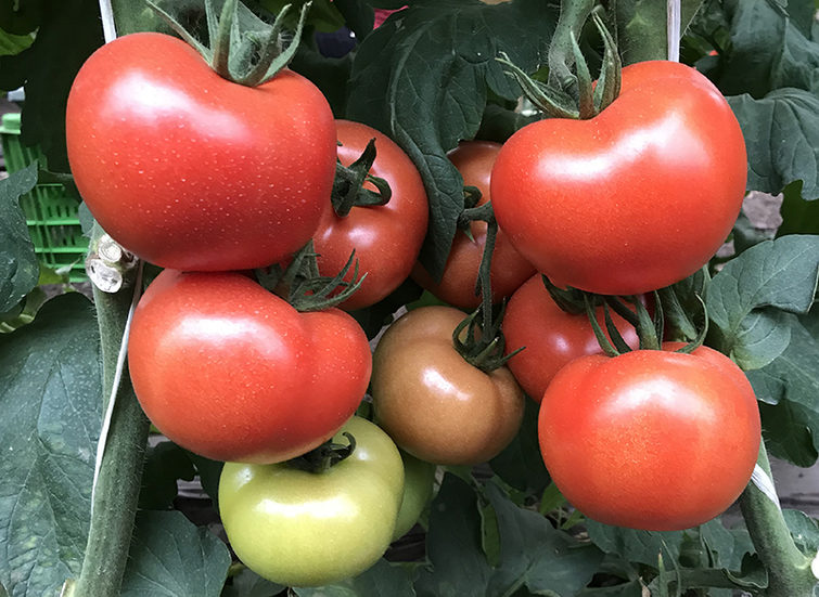 Imagen tomates noa frutos grandes
