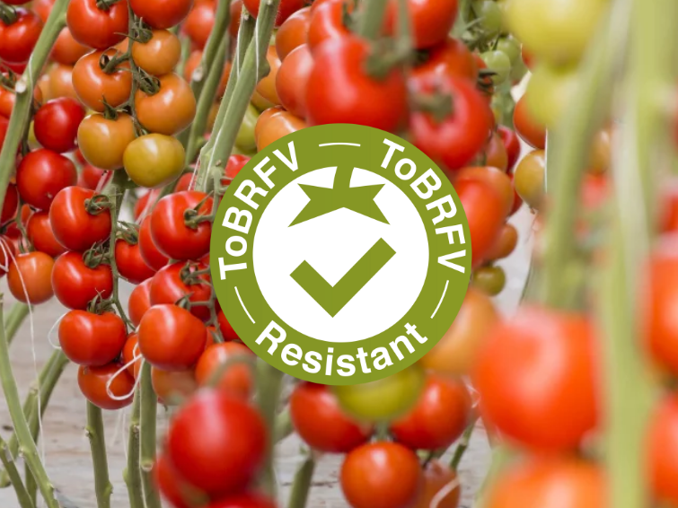 Logo Resistant Tobrfv