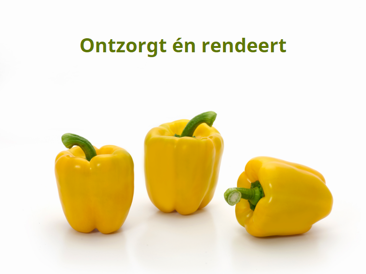 Yelsto gele paprika