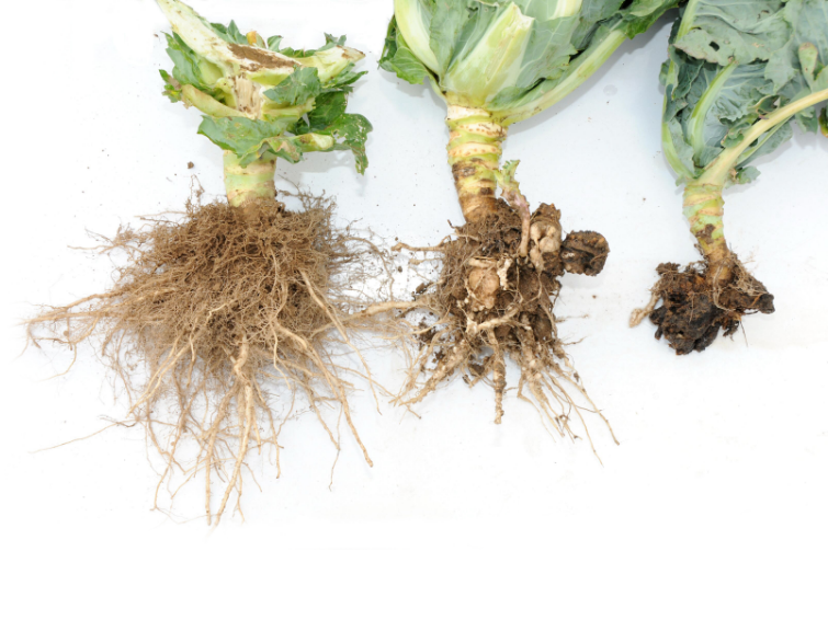 Brassica portfolio image