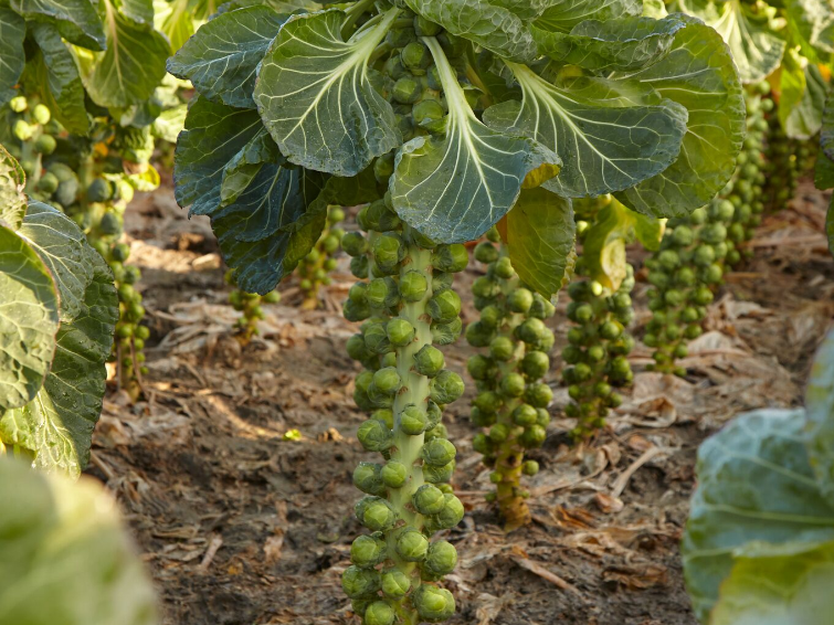 brassica2