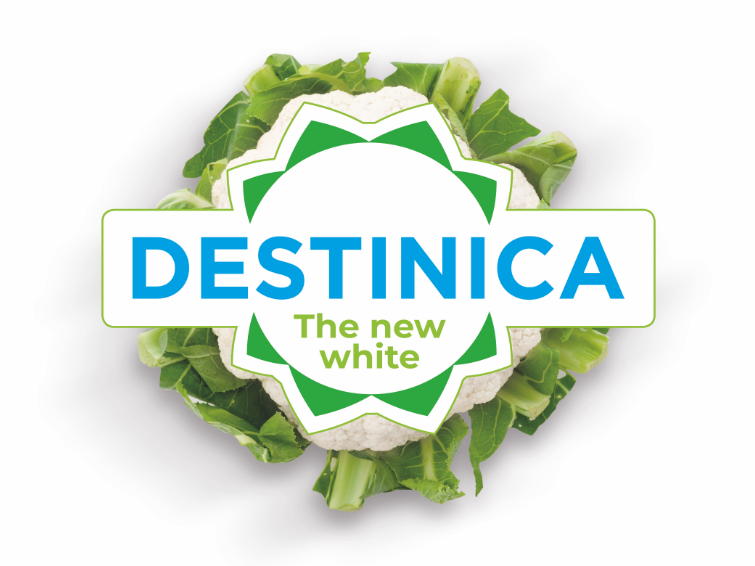 The Destinica cauliflower keeps its attractive white color, even when exposed to sunlight. By eliminating the need for covering with leaves to prevent yellowing by the sun, Destinica saves labor and reduces waste, while protecting the look and color consumers prefer.