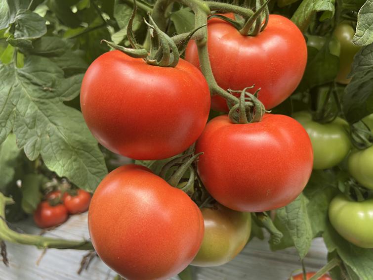 barosor tomate