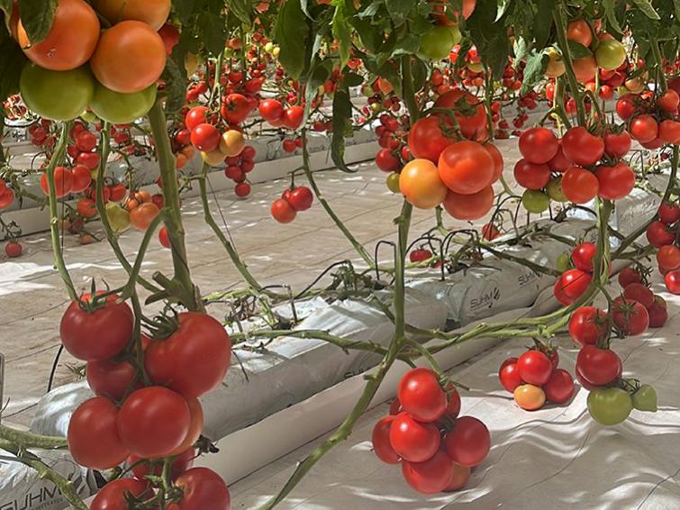 tomate barosor argentina