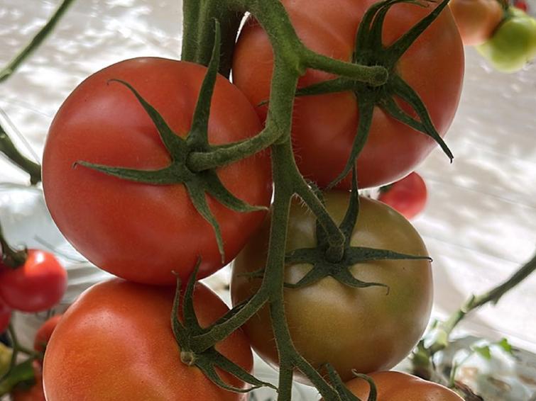 tomate lansor argentina