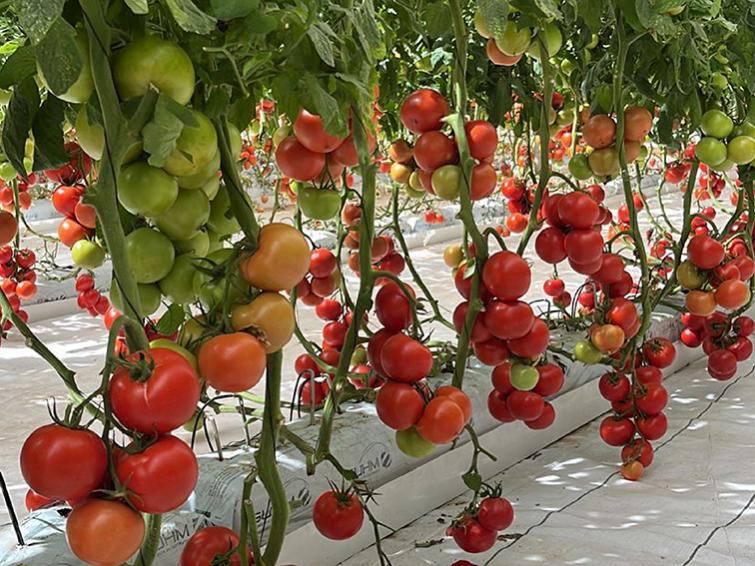 La calidad en tomate con resistencia a Rugoso.