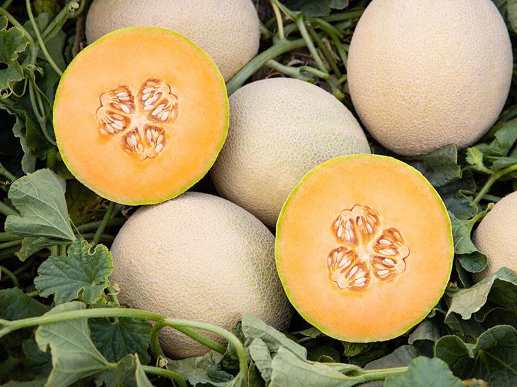 ColorSweet IDEAL Melons