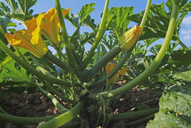 Scopri la nostra offerta zucchino completa
