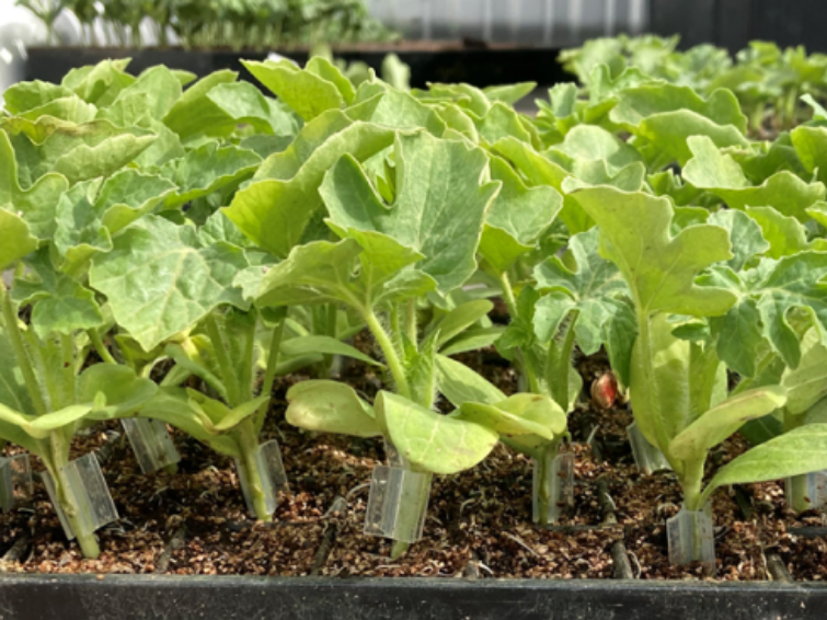 rootstock varieties
