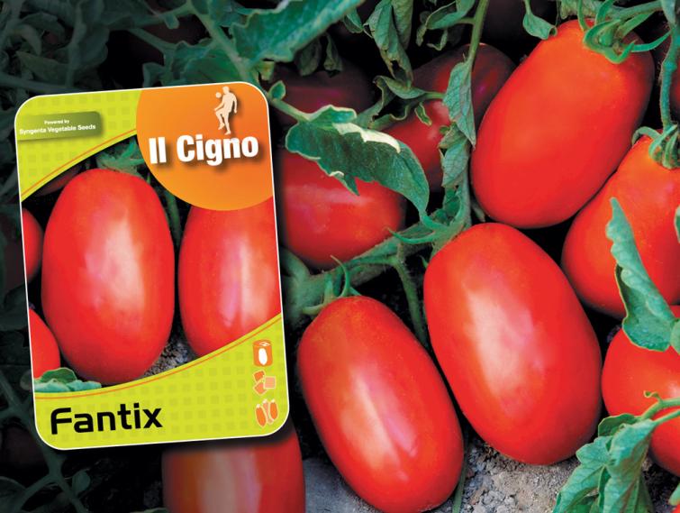 Fantix pomodoro da industria Campioni Syngenta