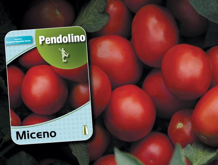 Miceno pomodoro da industria Campioni Syngenta