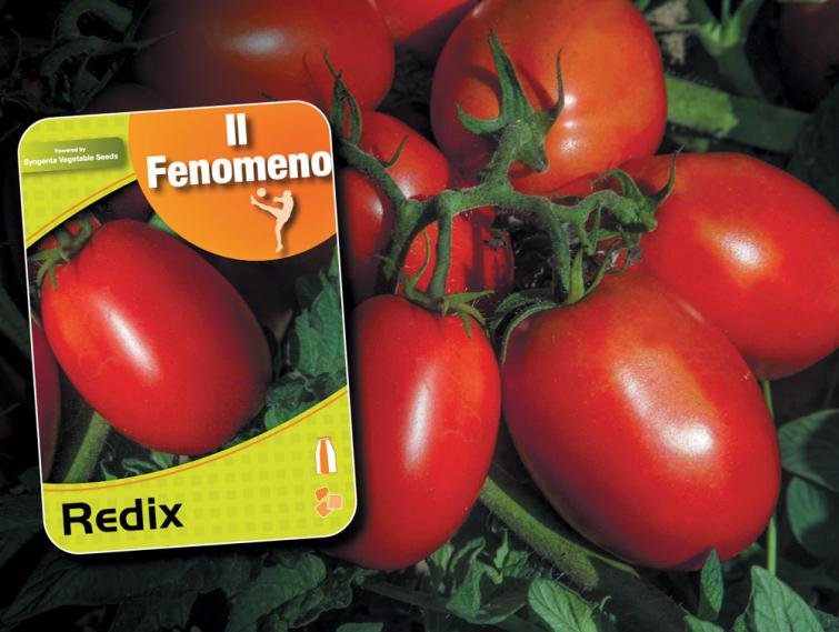 Redix pomodoro da industria Campioni Syngenta