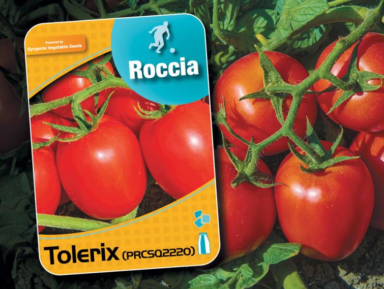Tolerix pomodoro da industria Campioni Syngenta